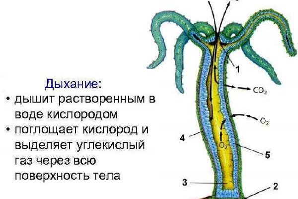 Kraken 15at сайт krakens15 at